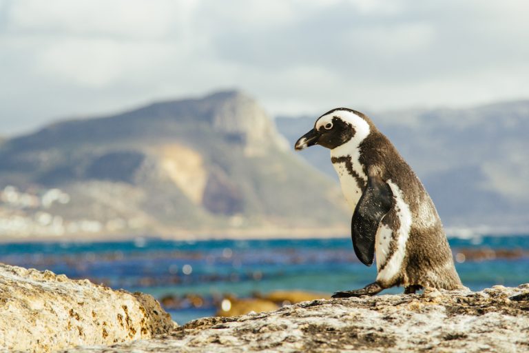 Boulders-Beach-penguins9